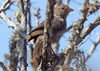 Pipilo crissalis - rascador Californiano - California towee 